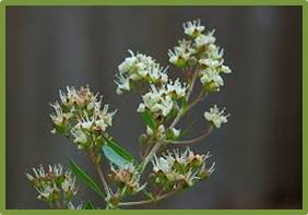 Henna Plant